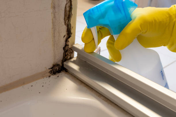 Best Affordable Mold Removal  in Middletown, DE