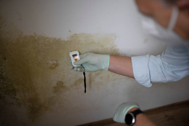 Reliable Middletown, DE Mold Removal Solutions