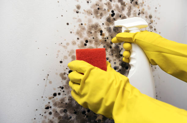 Best Commercial Mold Removal  in Middletown, DE