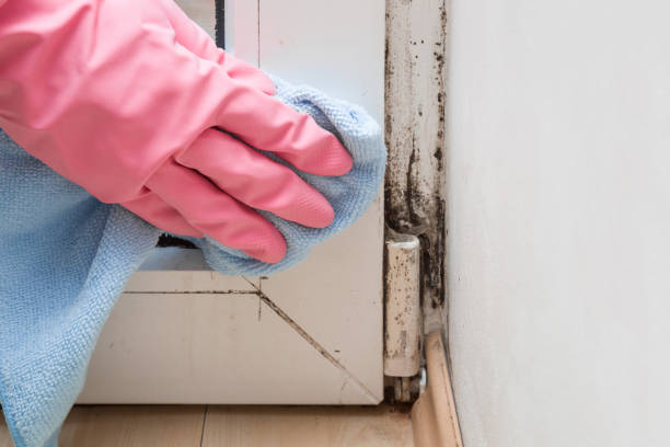 Best Mold Removal and Inspection  in Middletown, DE