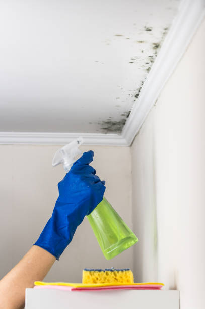 Attic Mold Removal in Middletown, DE